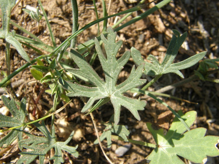 Image de Callirhoe involucrata (Nutt. ex Torr. & Gray) A. Gray