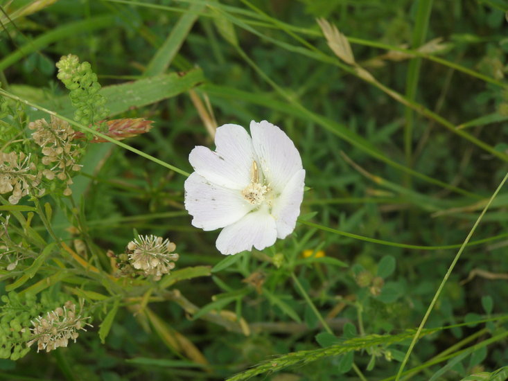 Image de Callirhoe involucrata (Nutt. ex Torr. & Gray) A. Gray