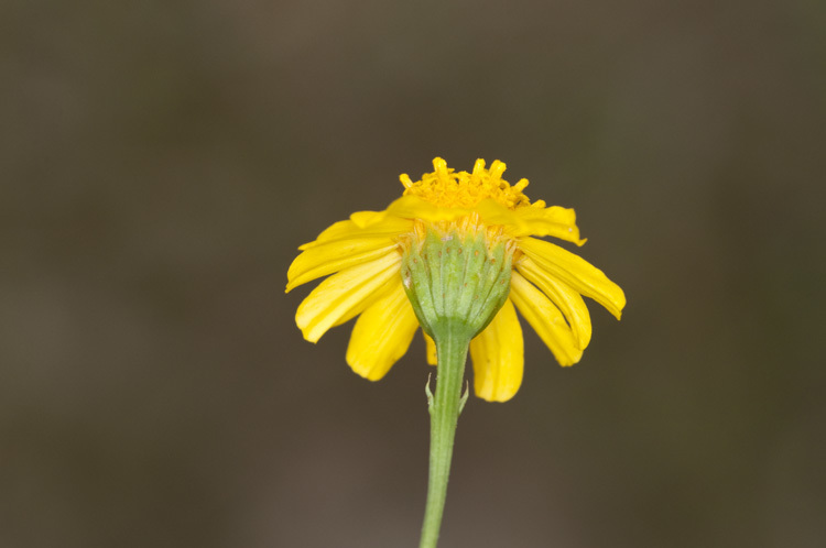 Image of manyawn pricklyleaf