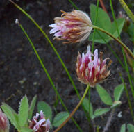 Image of Hansen's clover