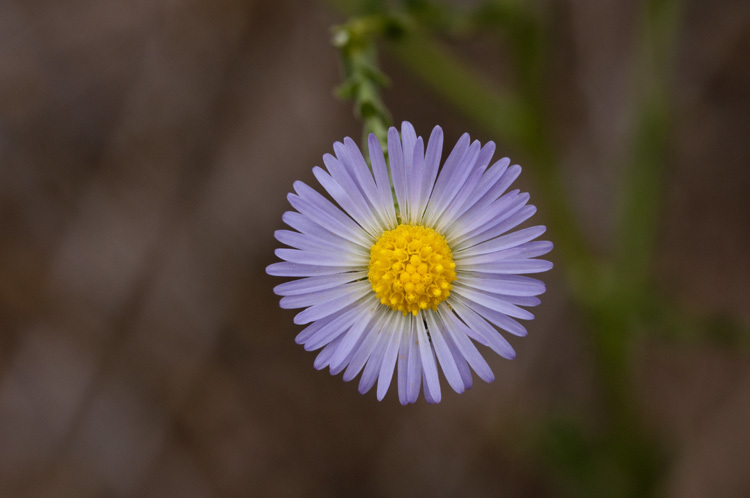 Image of New Mexico Bare-Ray-Aster