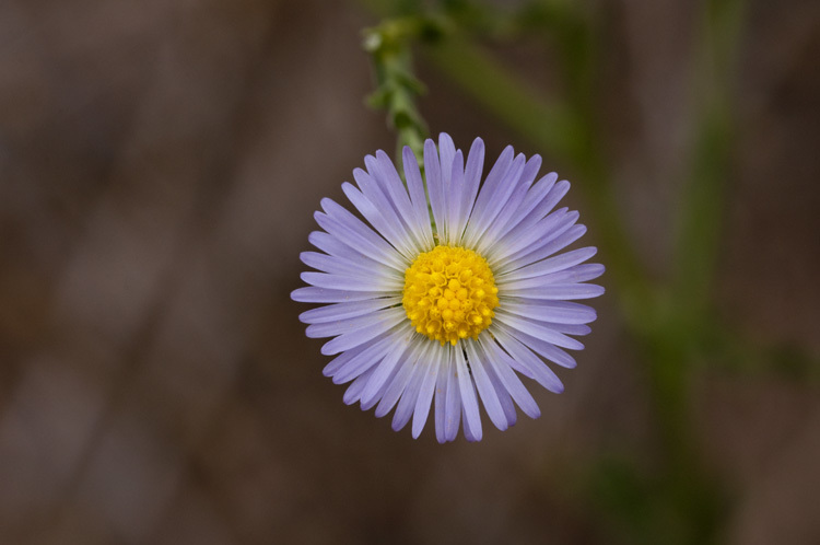 Plancia ëd Psilactis asteroides A. Gray