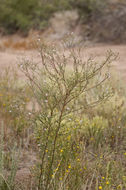 Image of New Mexico Bare-Ray-Aster