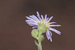 Plancia ëd Psilactis asteroides A. Gray