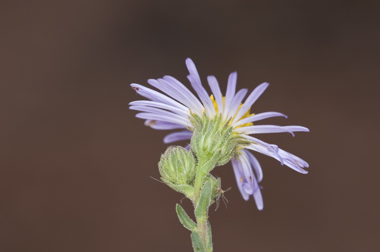 Image of New Mexico Bare-Ray-Aster