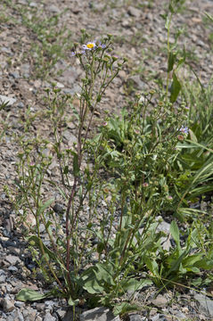 Imagem de Symphyotrichum foliaceum var. parryi (D. C. Eaton) G. L. Nesom