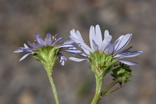 Imagem de Symphyotrichum foliaceum var. parryi (D. C. Eaton) G. L. Nesom