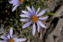 Image of Rocky Mountain aster