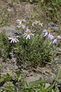 Image of Rocky Mountain aster