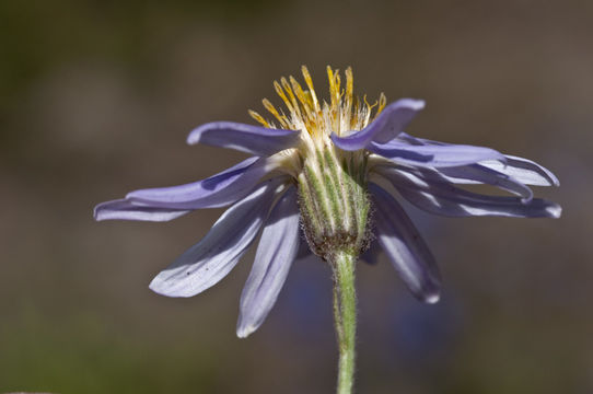 Image of Rocky Mountain aster