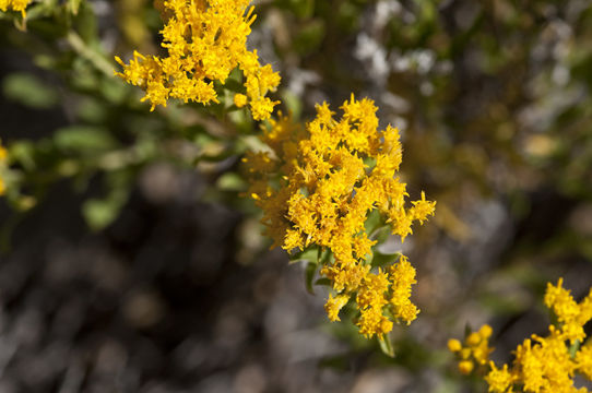 Слика од Chrysothamnus viscidiflorus subsp. lanceolatus (Nutt.) H. M. Hall & Clem.