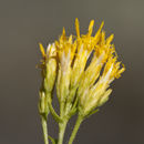 Image of yellow rabbitbrush