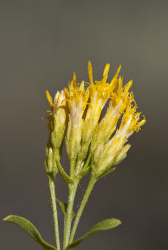 Imagem de Chrysothamnus viscidiflorus subsp. lanceolatus (Nutt.) H. M. Hall & Clem.