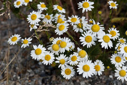 Image of scentless false mayweed