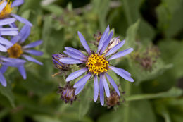 Слика од Eurybia integrifolia (Nutt.) G. L. Nesom