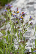 Eurybia integrifolia (Nutt.) G. L. Nesom resmi