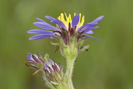 Eurybia integrifolia (Nutt.) G. L. Nesom resmi