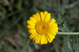 Image of Dyer's Chamomile