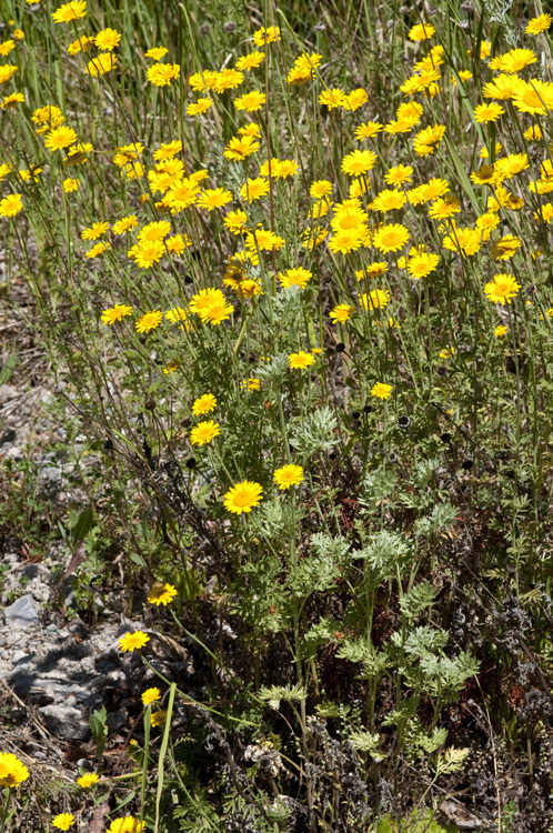 Image of Dyer's Chamomile