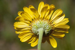 Image of Dyer's Chamomile