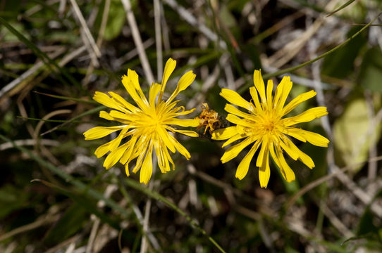 Image of pale agoseris