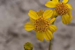 Image de Platyschkuhria integrifolia (A. Gray) Rydb.