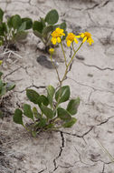 Image de Platyschkuhria integrifolia (A. Gray) Rydb.