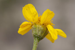 Image de Platyschkuhria integrifolia (A. Gray) Rydb.