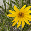 Image of badlands mule-ears