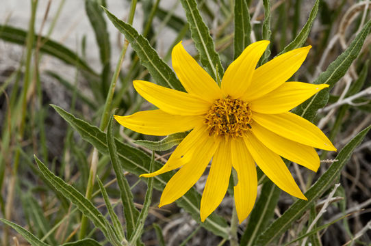 Image of badlands mule-ears