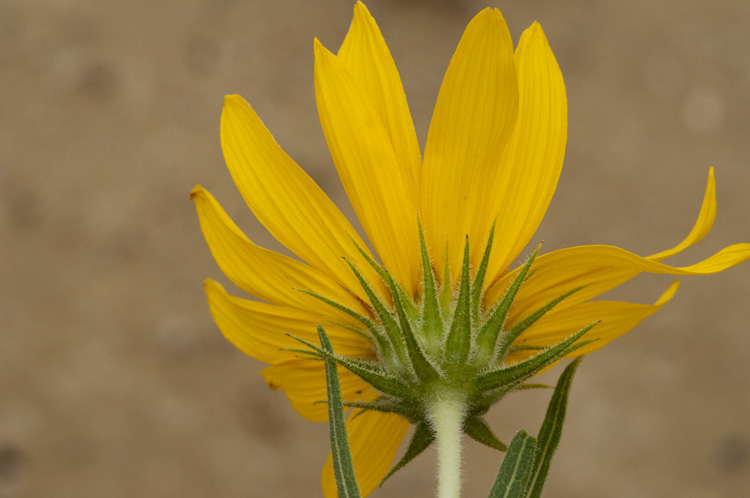 Image of badlands mule-ears