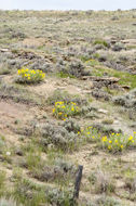 Image of badlands mule-ears