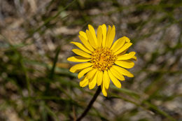 Image of <i>Pyrrocoma <i>uniflora</i></i> var. uniflora