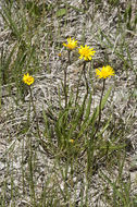 Image of <i>Pyrrocoma <i>uniflora</i></i> var. uniflora