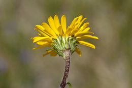 Image of <i>Pyrrocoma <i>uniflora</i></i> var. uniflora