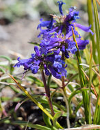 Image of pincushion beardtongue