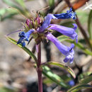 Image of pincushion beardtongue