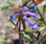 Image of pincushion beardtongue