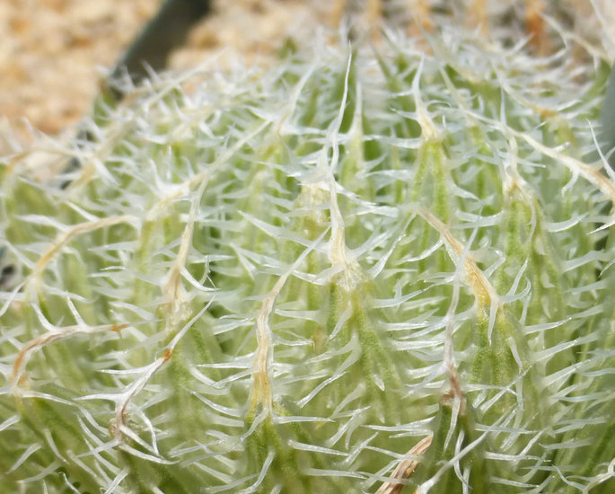 Haworthia decipiens var. virella M. B. Bayer resmi