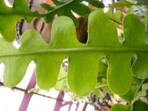 Image of Epiphyllum anguliger (Lem.) G. Don ex Loudon