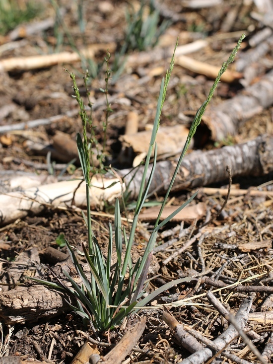 Image of Bolander's Bluegrass