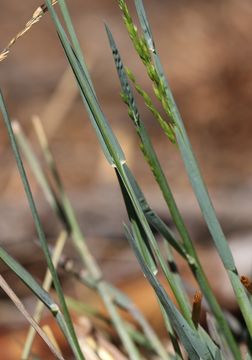 Image of Bolander's Bluegrass