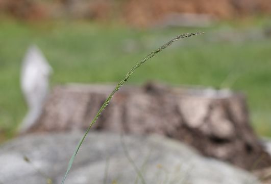 Image of Bolander's Bluegrass