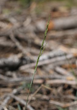 Image of Bolander's Bluegrass