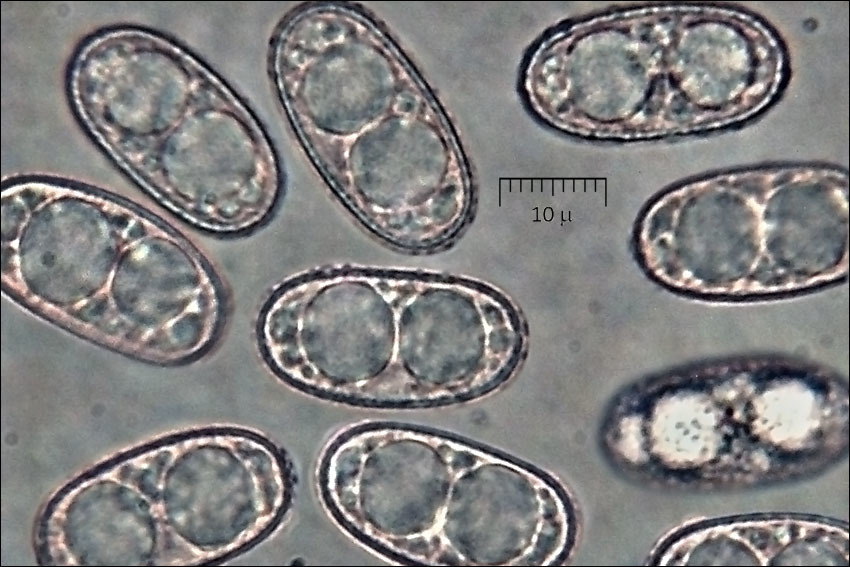 صورة Humaria hemisphaerica (F. H. Wigg.) Fuckel 1870