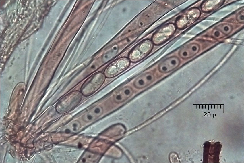 Image of Humaria hemisphaerica (F. H. Wigg.) Fuckel 1870