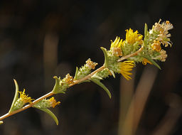 Imagem de Pyrrocoma racemosa var. sessiliflora (E. Greene) Mayes ex G. K. Brown & D. J. Keil