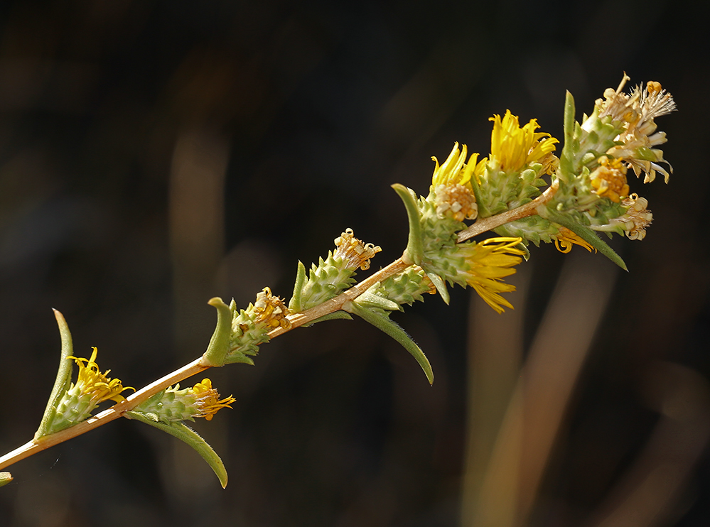 Image of clustered goldenweed