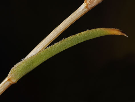 Image of clustered goldenweed