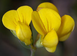 Image of Common Bird's-foot-trefoil